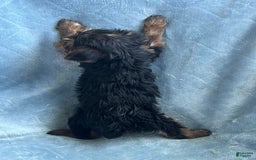 Yorkshire Terrier dogs for sale: Sammy - Image 4