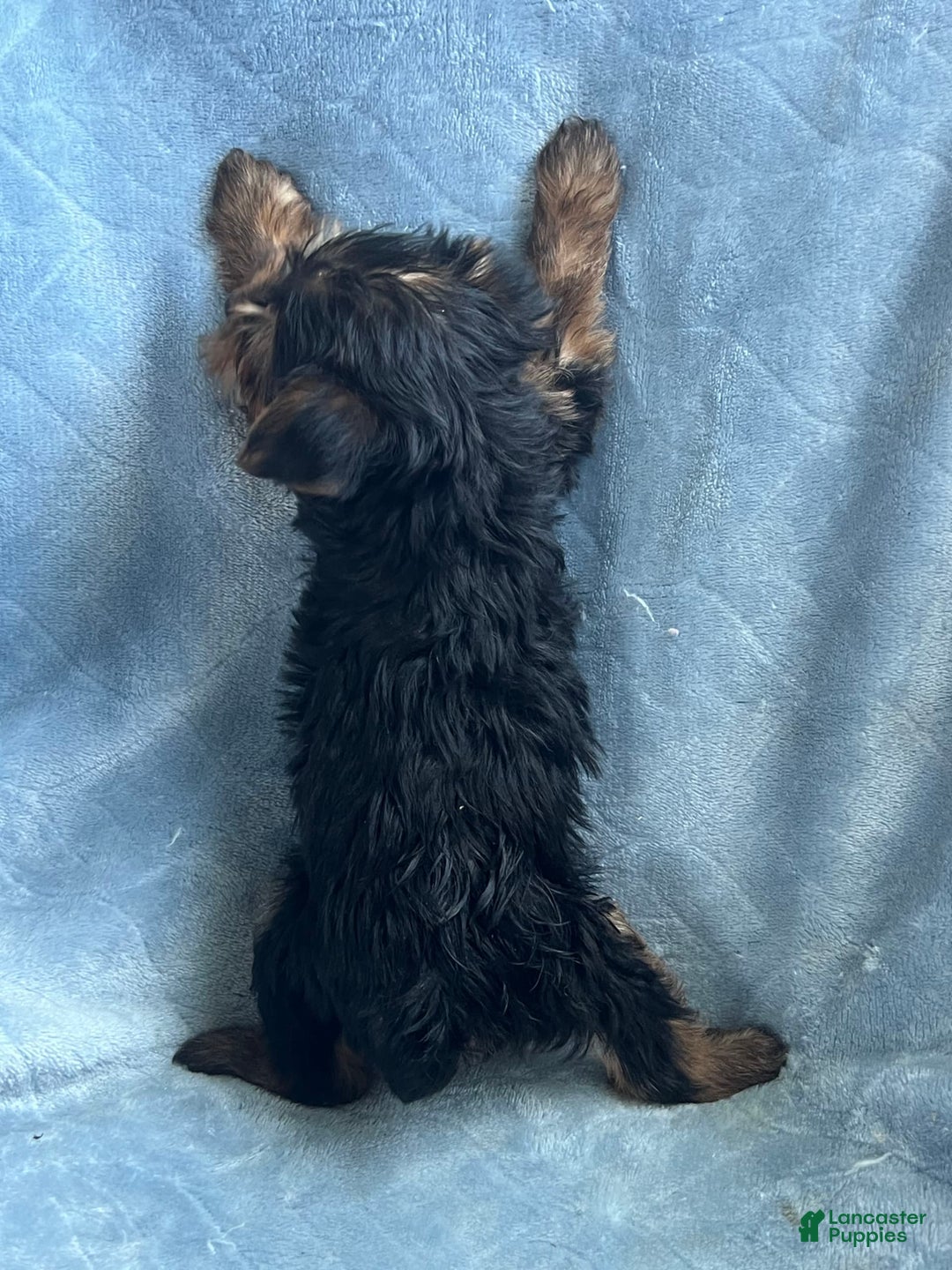 Yorkshire Terrier dogs for sale: Sammy - Image 4