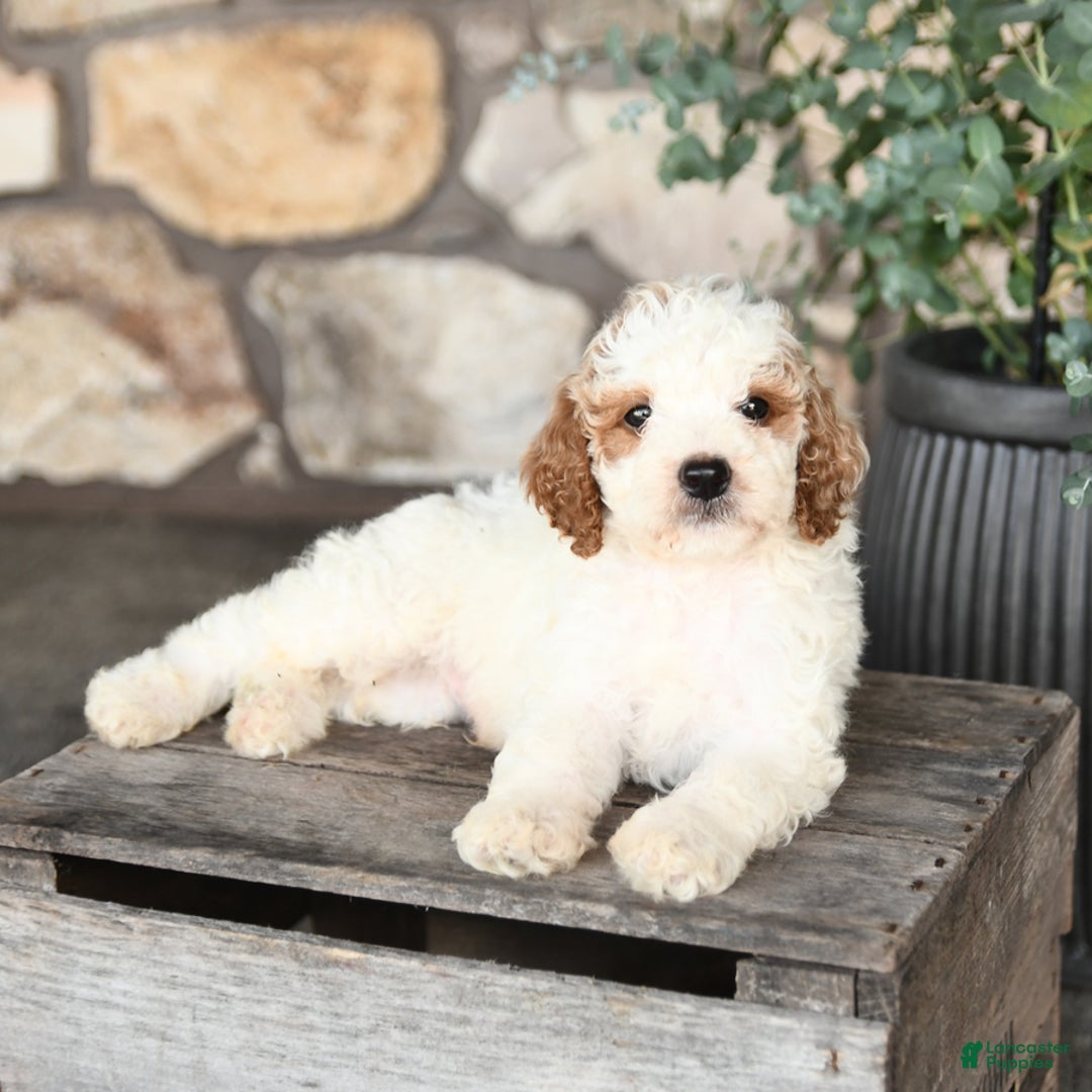 Mini Goldendoodle dogs for sale: Cupcake - Image 3