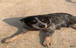 Australian Cattle Dog dogs for sale: Bloom - Image 6