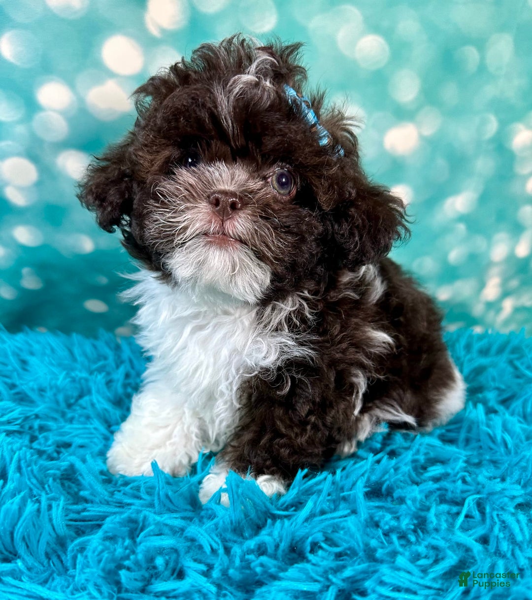 Shihpoo dogs for sale: Lil Alfie - Image 6