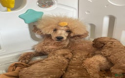 Toy Poodle dogs for sale: Athena - Image 10