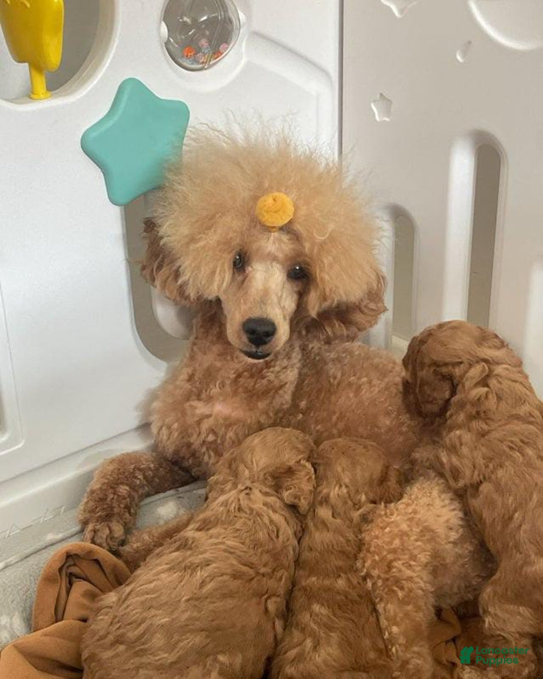 Toy Poodle dogs for sale: Athena - Image 10