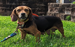 Beagle dogs for sale: Penny - Image 13