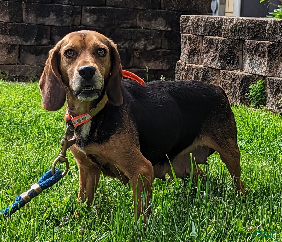 Beagle dogs for sale: Penny - Image 13
