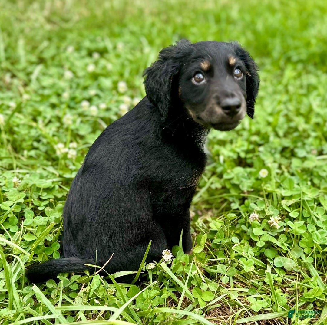 Dachshund dogs for sale: Molasses - Image 7