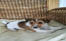 Jack Russell Terrier dogs for sale: Gilbert - Image 1