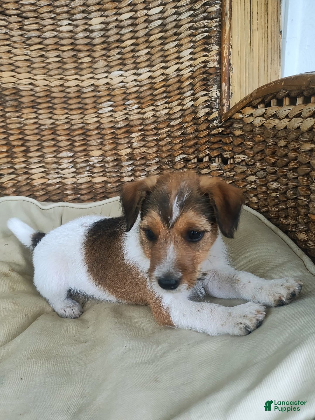 Jack Russell Terrier dogs for sale: Gilbert - Image 1