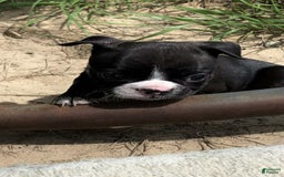 Boston Terrier dogs for sale: Lil Bear - Image 2