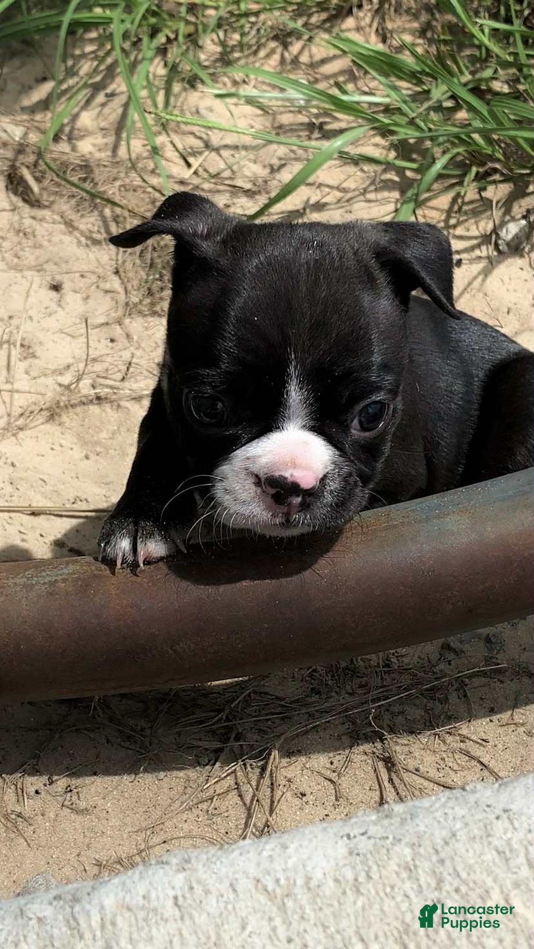 Boston Terrier dogs for sale: Lil Bear - Image 2