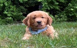 Golden Retriever dogs for sale: Hunter - Image 2
