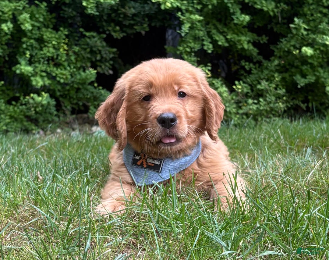 Golden Retriever dogs for sale: Hunter - Image 2