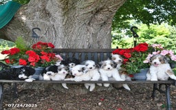 Mini Aussiedoodle dogs for sale: Angel - Image 3