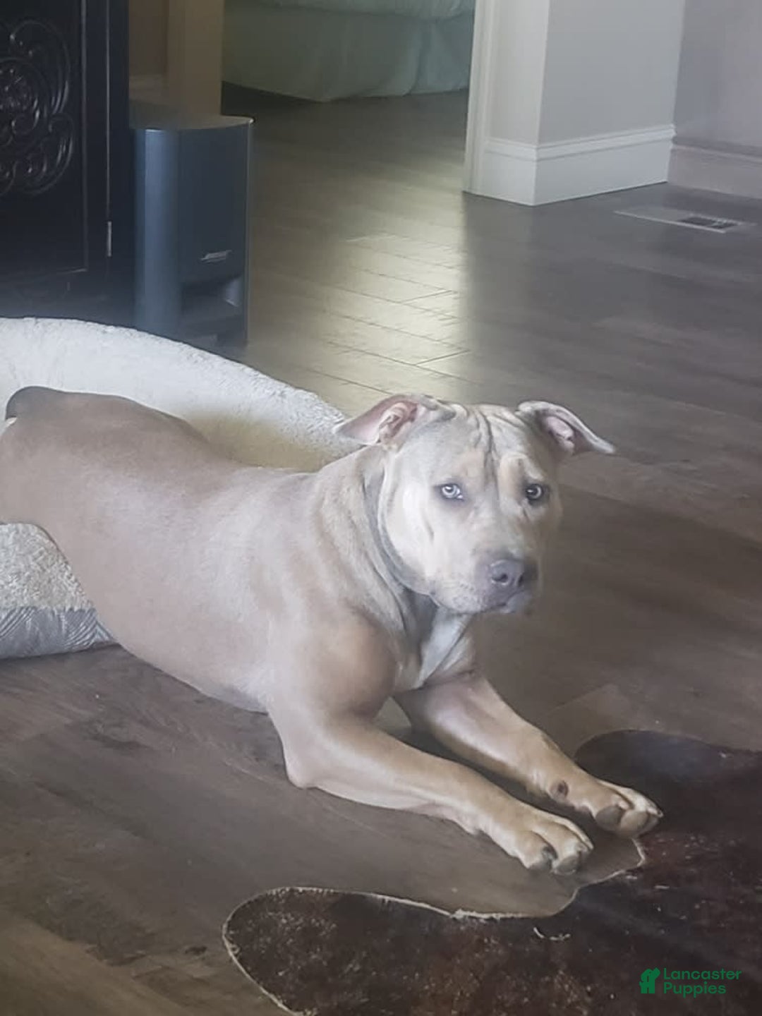 American Bully dogs for sale: Socks - Image 41
