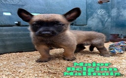 Belgian Malinois dogs for sale: Major - Image 6
