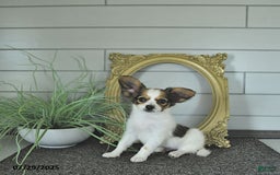 Papillon dogs for sale: Blake - Image 3