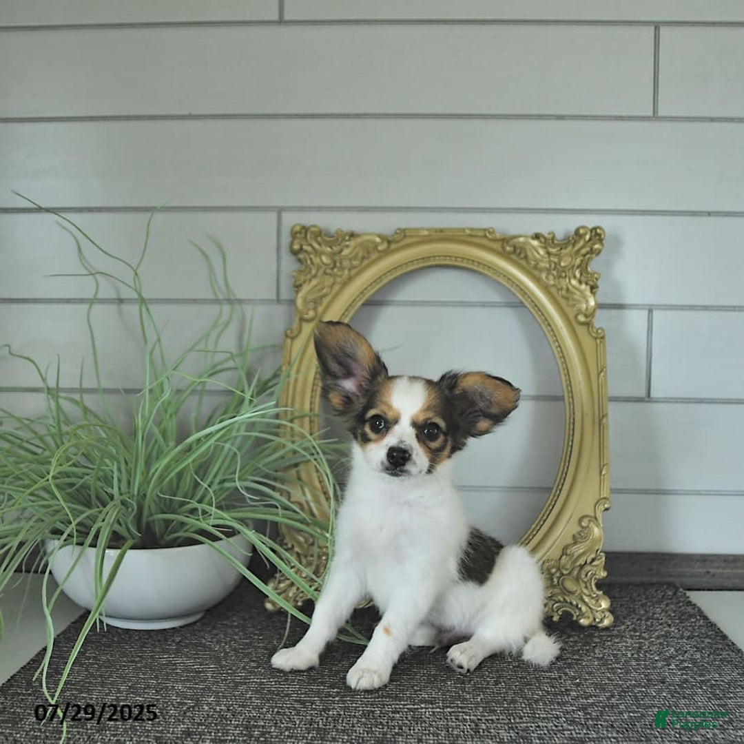 Papillon dogs for sale: Blake - Image 3