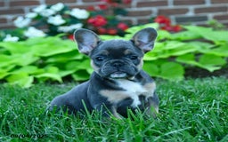French Bulldog dogs for sale: Jana - Image 4