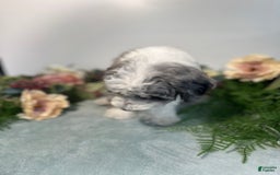 Mini Bernedoodle dogs for sale: Pearl - Image 3