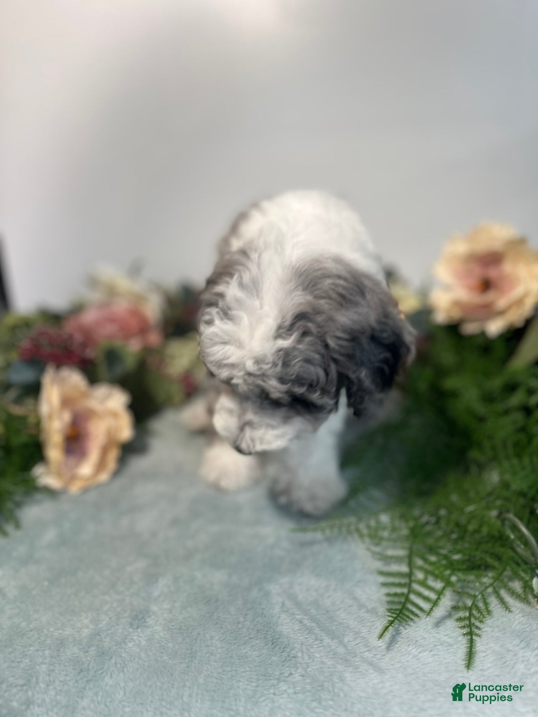 Mini Bernedoodle dogs for sale: Pearl - Image 3