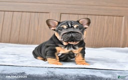 French Bulldog dogs for sale: Dahlia - Image 5