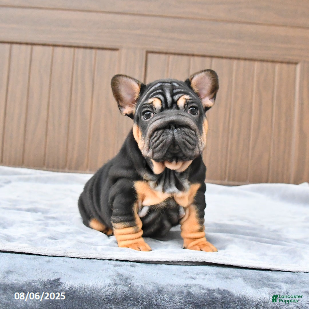 French Bulldog dogs for sale: Dahlia - Image 5
