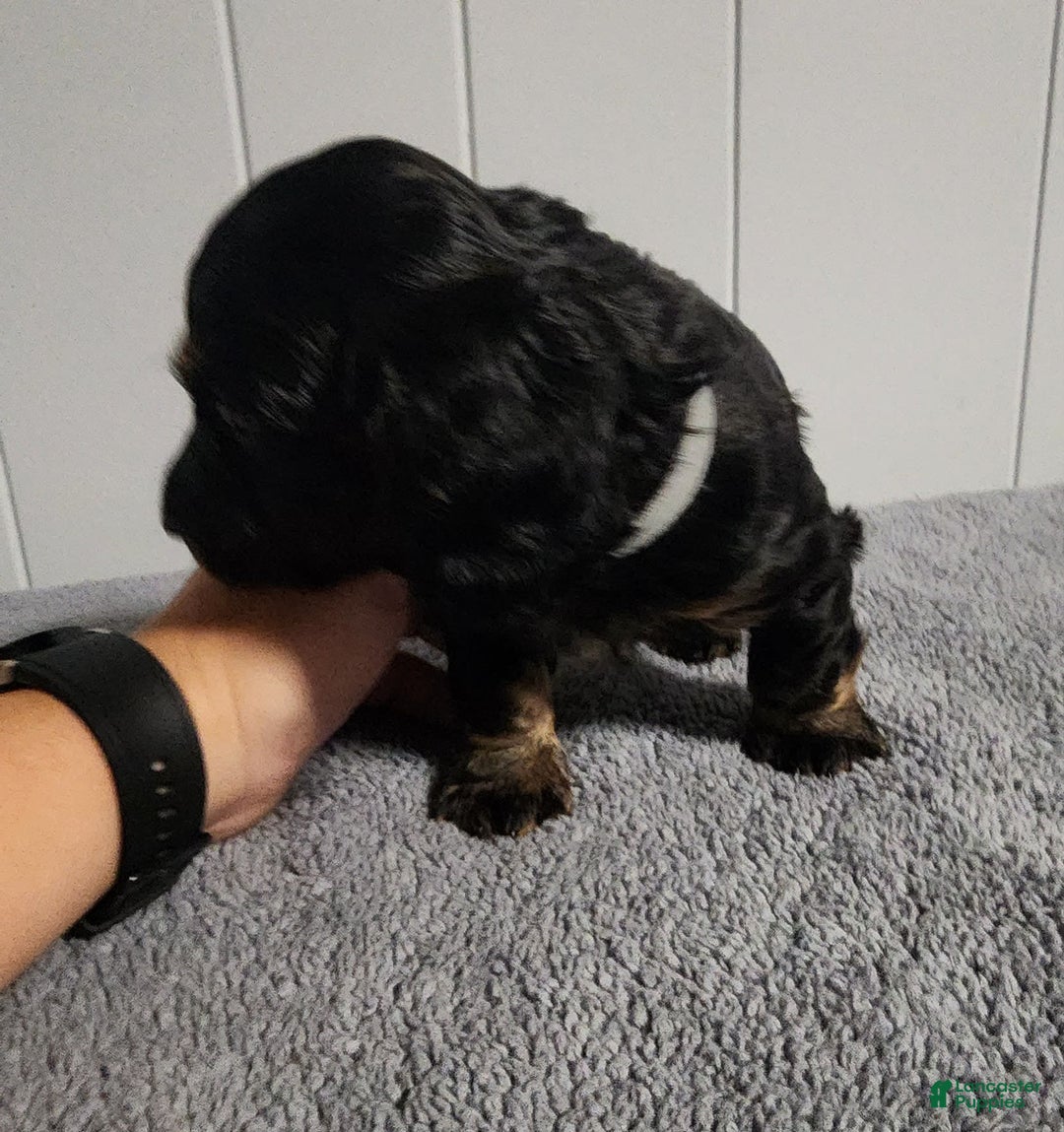 Miniature Dachshund dogs for sale: Gunner - Image 5