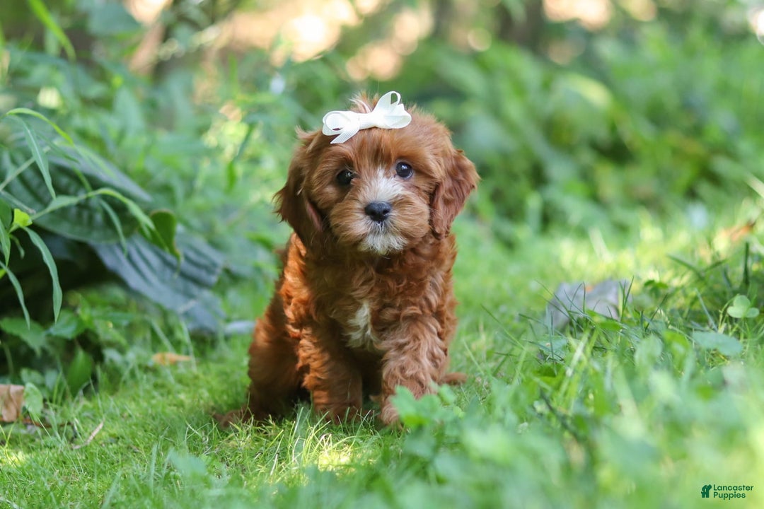 Cavapoo dogs for sale: Dolly - Image 7