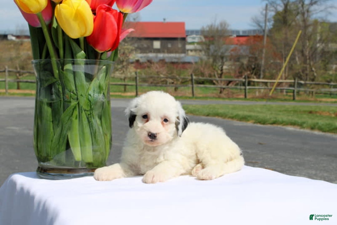Mini Bernedoodle dogs for sale: Melanie - Image 1