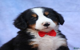 Bernese Mountain Dog dogs for sale: Sage - Image 5