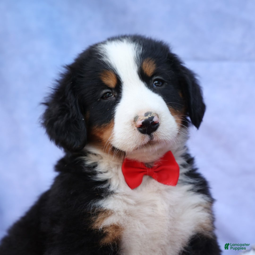 Bernese Mountain Dog dogs for sale: Sage - Image 5