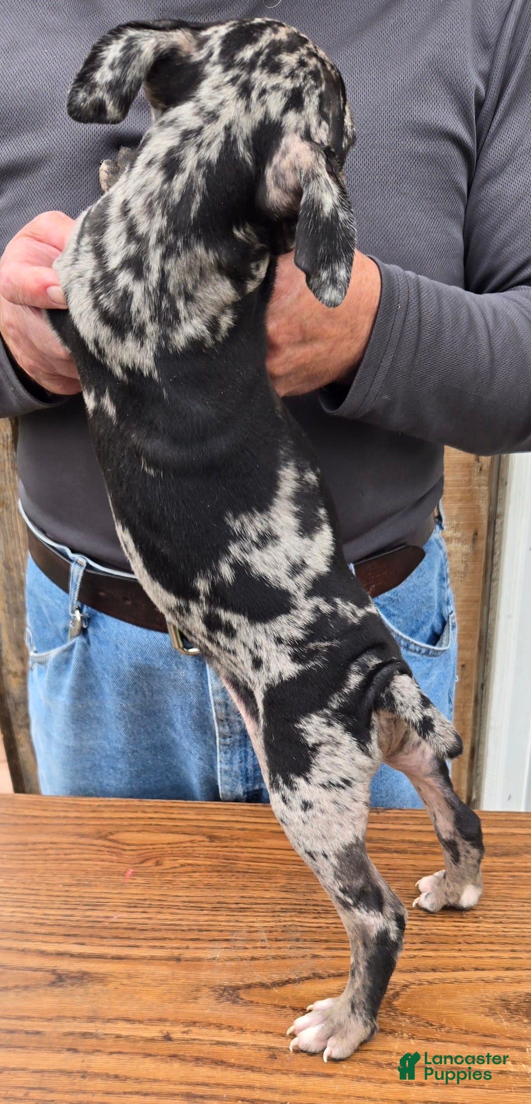 Staffordshire Bull Terrier dogs for sale: Hawks Spike - Image 3
