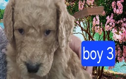 Goldendoodle dogs for sale: Mack - Image 3