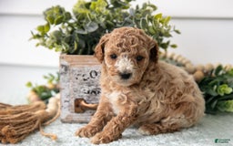Miniature Poodle dogs for sale: Chanel - Image 2