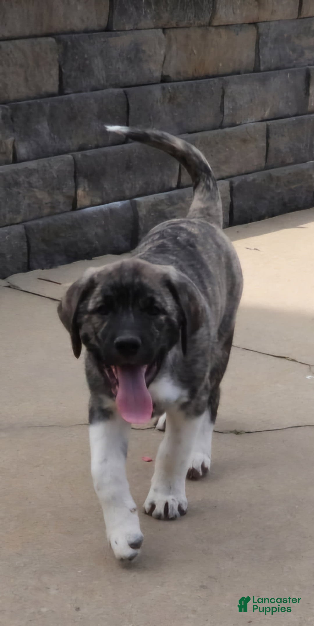 Anatolian Shepherd dogs for sale: Bruce - Image 2