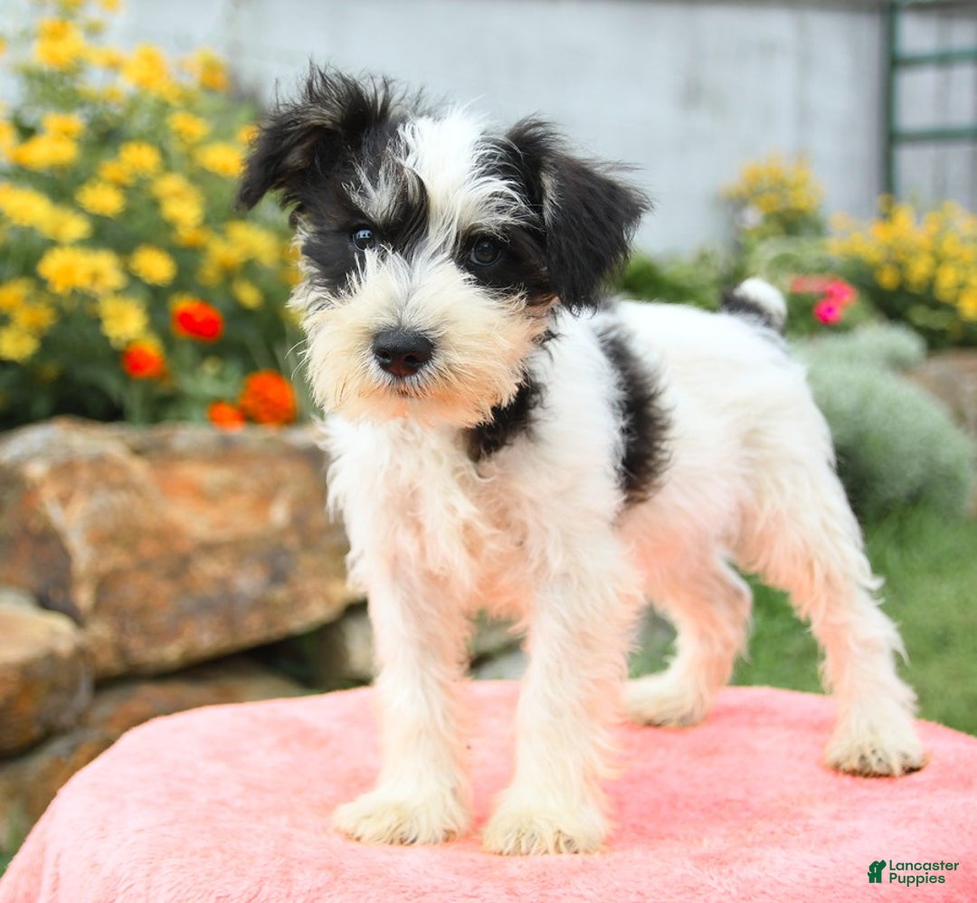 Miniature Schnauzer dogs for sale: Valley - Image 1