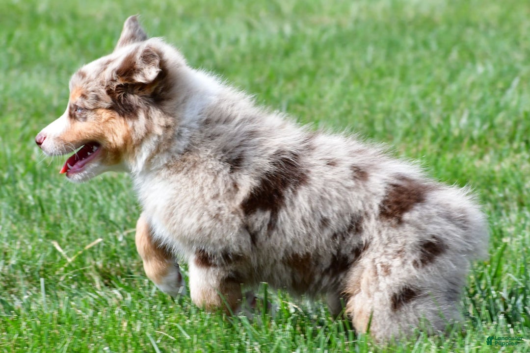 Australian Shepherd dogs for sale: Penny - Image 8