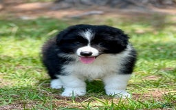 Border Collie dogs for sale: Slick Rick - Image 2