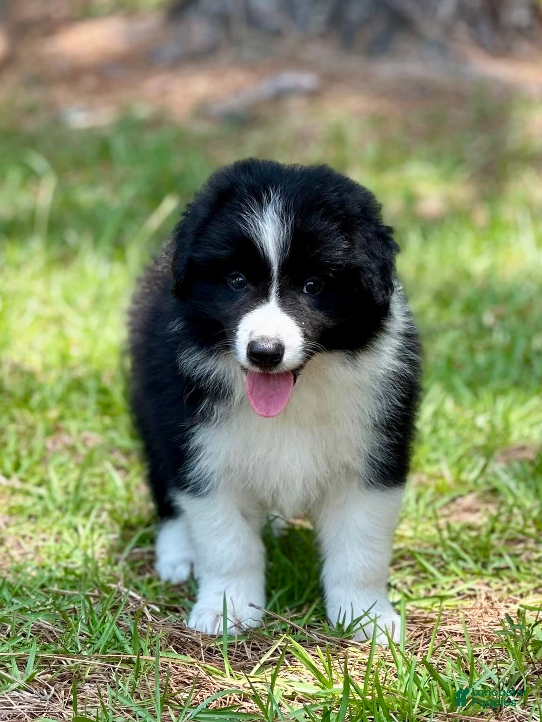 Border Collie dogs for sale: Slick Rick - Image 2