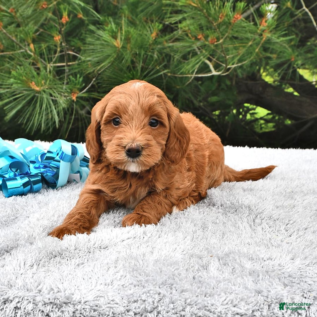 Mini Goldendoodle dogs for sale: Daisy - Image 11