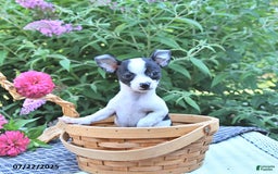 Chihuahua dogs for sale: Brewster - Image 5