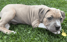 American Pit Bull Terrier dogs for sale: Russ - Image 18