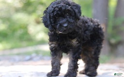 Miniature Poodle dogs for sale: Tessa - Image 6