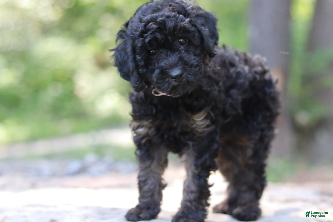 Miniature Poodle dogs for sale: Tessa - Image 6