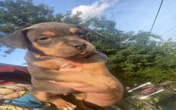 American Bully dogs for sale: Loco - Image 2