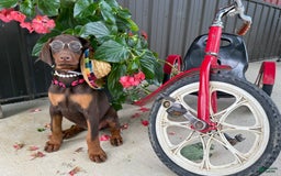 Doberman Pinscher dogs for sale: Monica - Image 7