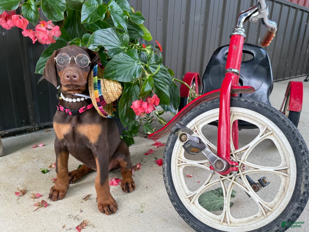 Doberman Pinscher dogs for sale: Monica - Image 7