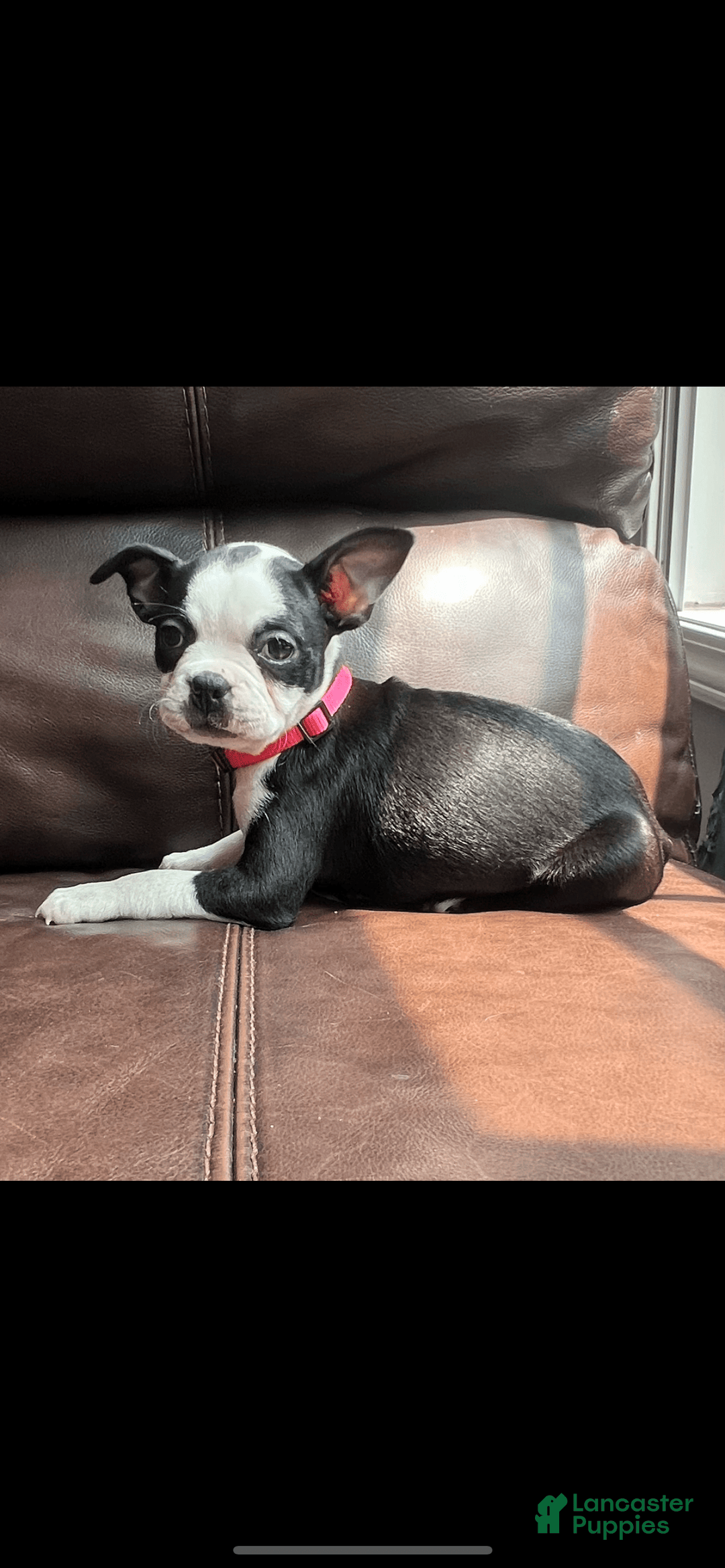 Boston Terrier dogs for sale: Dottie - Image 1