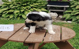Border Collie dogs for sale: Tillie - Image 5