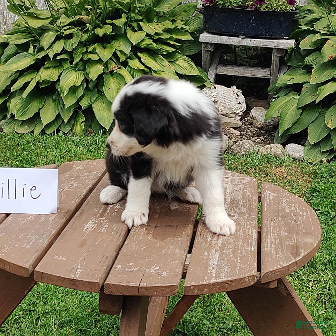 Border Collie dogs for sale: Tillie - Image 5
